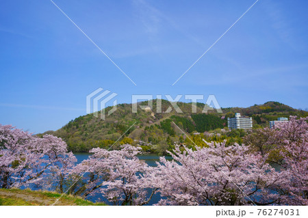桜　内場池(香川県高松市) 76274031