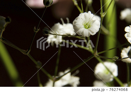 白いカスミソウの花のクローズアップ写真です。学名はGypsophila elegansです。 76274068