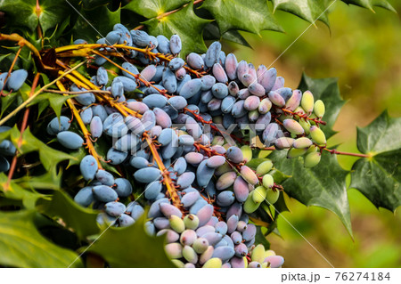 Oval berries of mahonia (oregon grape) Oval berries of mahonia (oregon grape) 76274184