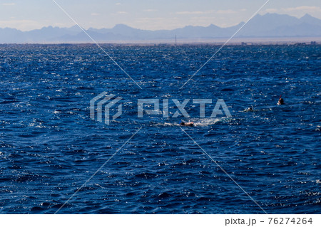 Group of people snorkeling over the coral reef in the Red Sea Group of people snorkeling over the coral reef in the Red Sea 76274264