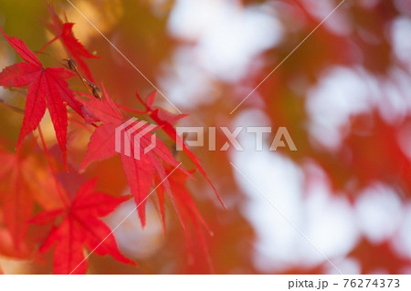 紅葉したモミジのクローズアップ 76274373