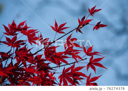 紅葉したモミジのクローズアップ 紅葉したモミジのクローズアップ 76274376