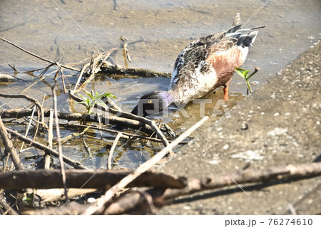 野鳥/カモ 野鳥/カモ 76274610