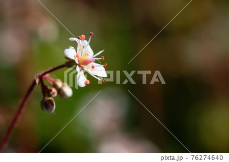 Blooming flower of saxifrage umbrosa in the summer garden close-up, selective focus, copy space 76274640