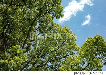 新緑の青々とした木と晴れた空 新緑の青々とした木と晴れた空 76274644