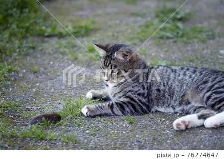 Gray striped young cat lies in the yard with a caught mouse 76274647