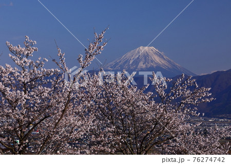 山梨県南アルプス市築山　普済寺付近からの桜と富士山 76274742