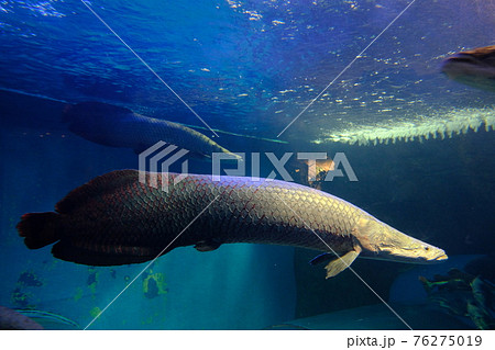 ピラルク 須磨海浜水族園 の写真素材