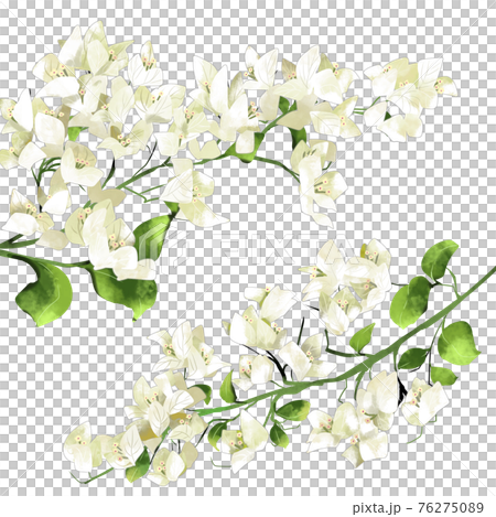 白いブーゲンビリアの花 76275089