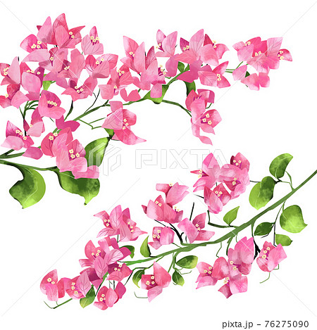 ピンク色のブーゲンビリアの花のイラスト素材