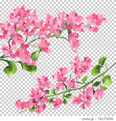 粉色九重葛花 76275090