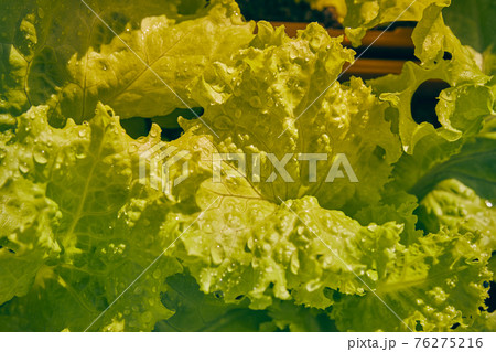 Zoom View Water Drop and Green Lettuce Leaves in Vintage Tone Zoom View Water Drop and Green Lettuce Leaves in Vintage Tone 76275216