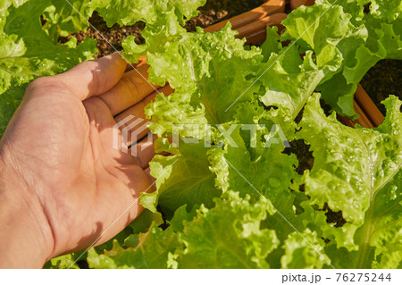 Hand of Gardener Hold Lettuce Leaves 76275244