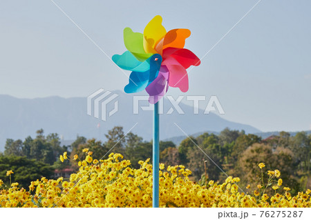 Landscape Pinwheel in Mums Flower Garden with Mountain Background 76275287
