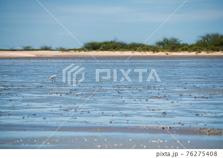 Great Egrets looking for food on sea mud 76275408