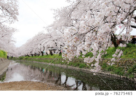 桜 さくら サクラ 76275465