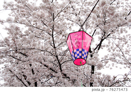 桜 さくら サクラ 76275473