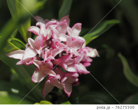 早春に咲く沈丁花 76275500