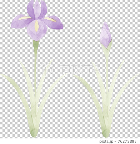 用水彩畫的虹膜插圖剪裁 76275895