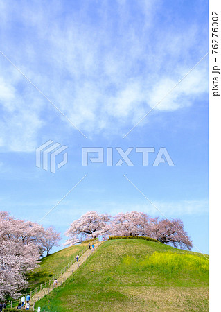さきたま古墳公園の桜 さきたま古墳公園の桜 76276002