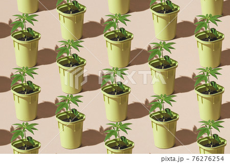 Trendy patter of Young cannabis plants in pots with sun shadows, Medical marijuana plantation, minimal concept 76276254