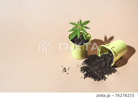 Two pots with seedlings of cannabis bush and scattered the ground, fresh foliage hemp, front view 76276255