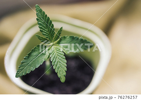 Young leaves of cannabis mariuana in pot close-up, lifestyle. Growing medical cannabis 76276257