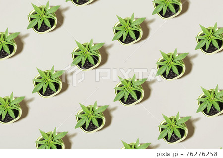 Young cannabis bush seedling in pot, top view Concept of growing marijuana at home 76276258