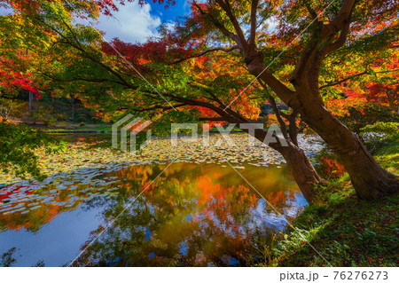 花と歴史の郷 蛇の鼻の秋模様 76276273