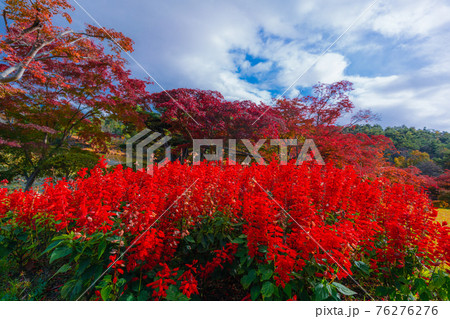 花と歴史の郷 蛇の鼻の秋模様 76276276