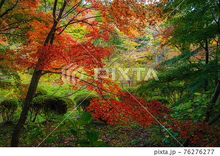 花と歴史の郷 蛇の鼻の秋模様 76276277
