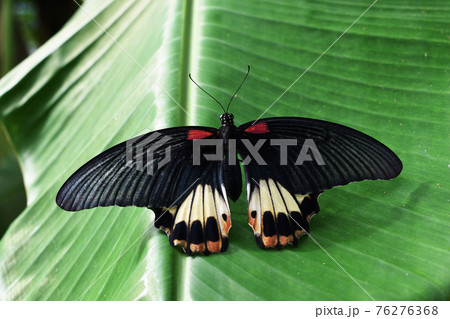 The Great Mormon butterfly on banana leaf , Red with white and orange color stripe on black wing of tropical insects	 76276368