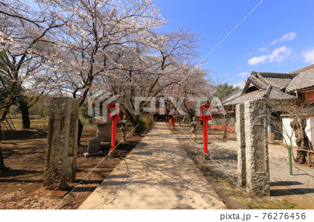 元狭山神社の桜　西多摩郡瑞穂町 76276456