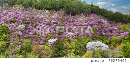 京都高雄の山桜 76276495