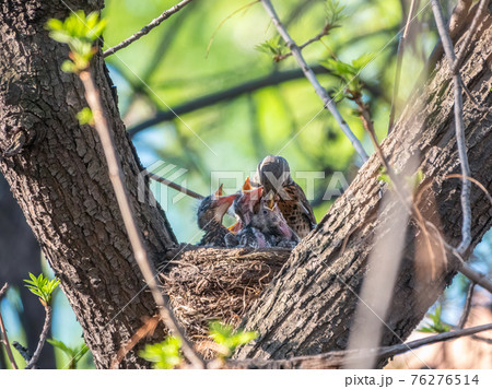 Thrush fieldfare feeding chicks with earthworms. Thrush, Turdus pilaris, with new born babies in the nest. Thrush fieldfare feeding chicks with earthworms. Thrush, Turdus pilaris, with new born babies in the nest. 76276514