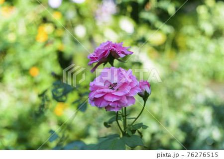 Natural photo: Rose flowers (Viet Nam) Natural photo: Rose flowers (Viet Nam) 76276515