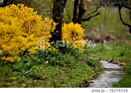 古河総合公園春のお花見 76276538