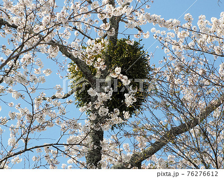 岡城址の桜と宿り木 大分県竹田市竹田 岡城址の桜と宿り木 大分県竹田市竹田 76276612