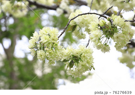 八重桜 鬱金(ウコン) 八重桜 鬱金(ウコン) 76276639