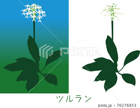 南国奄美の植物 ツルラン 希少種のイラスト素材 南国奄美の植物 ツルラン 希少種のイラスト素材