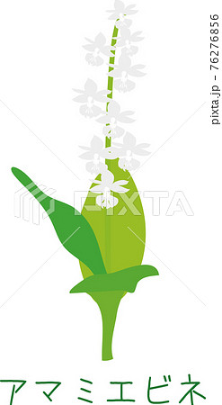 南国奄美の植物　アマミエビネ　希少種 76276856