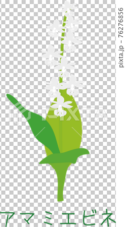 南国奄美の植物　アマミエビネ　希少種 76276856