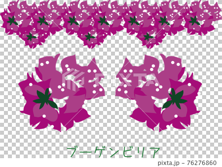 南国奄美の植物　ブーゲンビリア 76276860