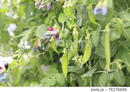 エンドウの花と実の写真素材