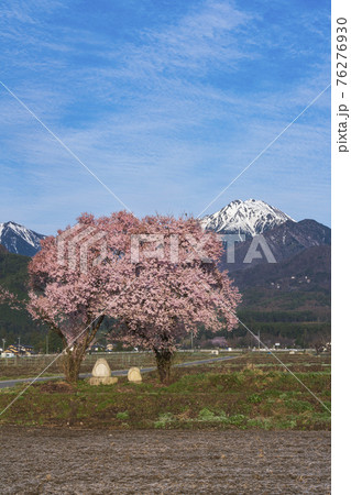 満開の桜と常念道祖神 満開の桜と常念道祖神 76276930