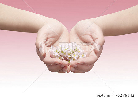 手のひらにいっぱいの桜の花びら 76276942