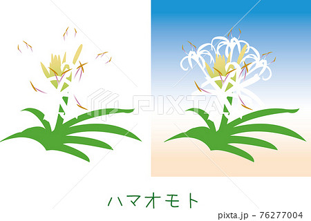 南国奄美の植物　ハマオモト 76277004