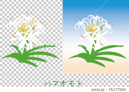 南国奄美の植物　ハマオモト 76277004