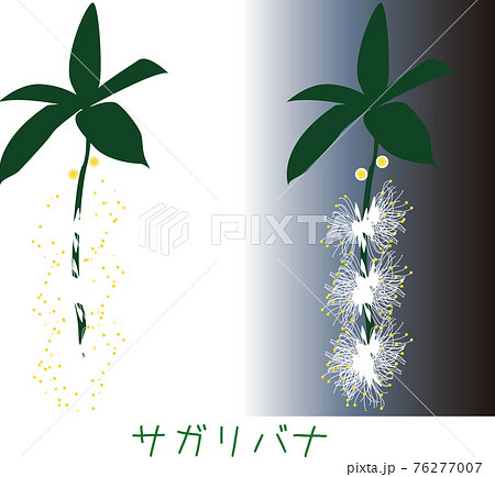 南国奄美の植物　サネンバナ 76277007