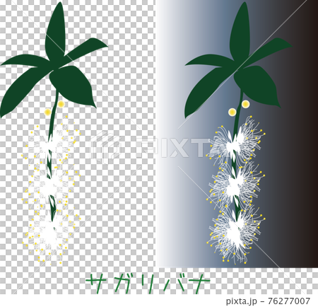 南国奄美の植物　サネンバナ 76277007